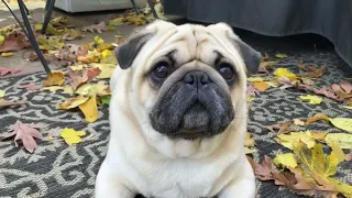 Henry Hudson With His Nubz Bone On The Deck With The Fall Leaves 🍁. His Favorite Time Of Year.