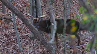 AWESOME Rut Hunt in Ohio! Self-Filmed Bowhunting