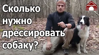 220. Как часто и как долго нужно дрессировать собаку. Сколько заниматься с собакой?