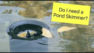 Pond Skimmer What? Why? How? OASE Aquaskim | Aqua Max Eco Premium Pump