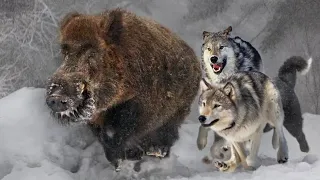 Wolf vs Wild Boar | Wolves Hunting Wild Boar