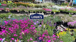 New Arrivals at Lowes Garden Center| Perennials to Plant Now