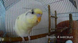 Весёлое пение волнистого попугая Тоши в 4 месяца  Singing wavy parrot