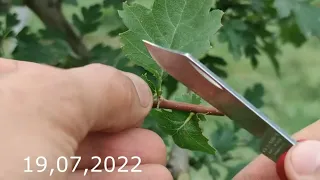 sudden grafting of a hawthorn tree with a history of 15 months
