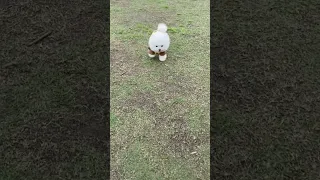 Tik Tok Chó Phốc Sóc Mini 😍 Funny and Cute Pomeranian #shorts 458