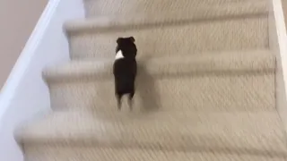 Guinea pig climbing stairs