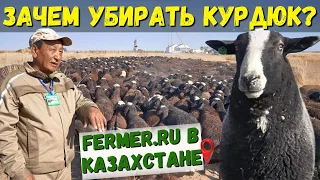 Курдюк уйдёт, а мясная масса увеличится! Зачем этих овец осеменили бараном породы цвартблес?