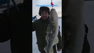 🎣Рыба сломала удочку.#большаярыба #рыбалка #навага #море