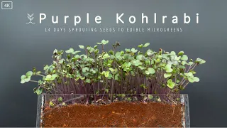 Growing purple kohlrabi from seeds time-lapse