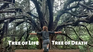 The Yew Tree - Tree of Life & Death