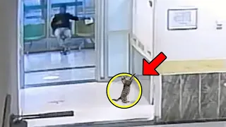 Katze kommt mit gebrochener Pfote in die Klinik. Was sie tat, überraschte alle Mitarbeiter!