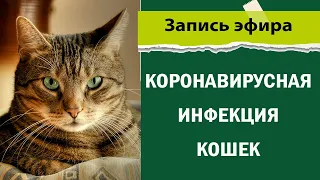 коронавирусная инфекция кошек