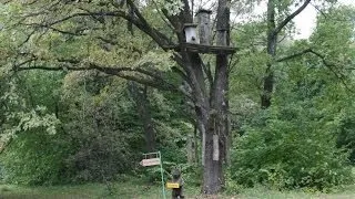 Tricks To Discourage Bears From Hives - Prokopovych Bee Museum Ukraine