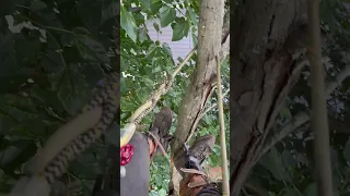 Solo dead Maple removal. #treework #shortvideo #echo #arborist