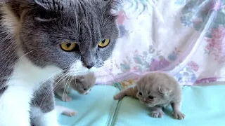 OMG So Cute Mom Cat talking to her Cute Meowing baby Kittens