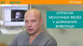 ОПУХОЛИ МОЛОЧНЫХ ЖЕЛЁЗ У ДОМАШНИХ ЖИВОТНЫХ