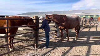 Ava Drolet and Luke- walking a haltered horse (VeeBar 2024 application)