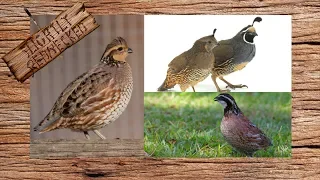 What Type Of Quail Should You Raise?