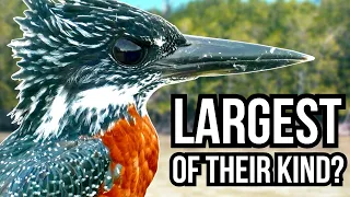 5 Birds That Are The Largest Members Of Their Families