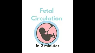 Fetal circulation in 2 mins!