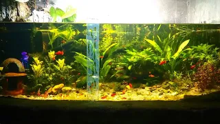 Feeding aquarium fishes | Ecosystem Fish Tank
