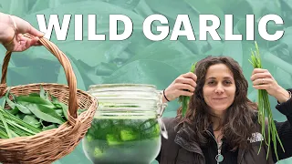 A Guide to WILD GARLIC: Identification, Foraging, Recipes, Preservation