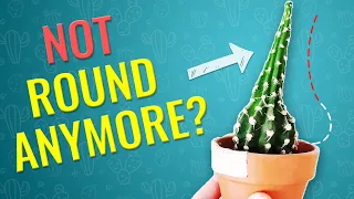 THIS IS WHY CACTUS STRETCHES and BECOMES UGLY! How to prevent cactus etiolation?