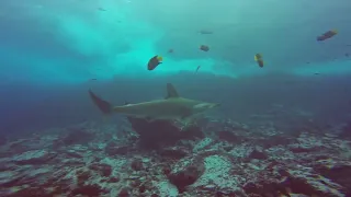 Diving 📍Malpelo Island (Hammerhead shark)