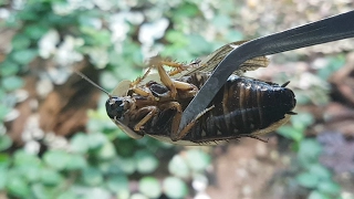 Live Stream: FEEDING ALL MY ANT COLONIES