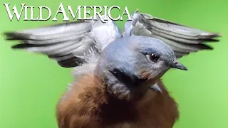 Wild America | S2 E2 Birds of a Feather | Full Episode HD