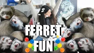 INSANE Ferret Fun! SPOILING My Cute Pet Ferrets