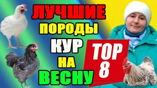 Лучший выбор кур на весну. ТОП 8 пород кур для своего хозяйства.