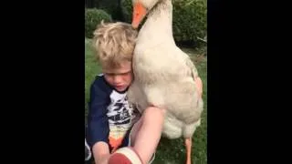 A boy and his pet goose