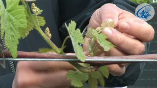 Vitis - majowe usuwanie pędów winorośli owocowej