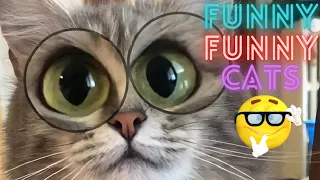 2 HOUR BEST FUNNY CATS COMPILATION 2023 😂| The Best Funny And Cute Cat Videos 2 !😸 😸