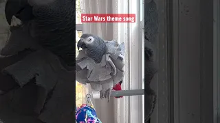 Symon the African Grey Talking Parrot whistles the Star Wars theme song #talkingparrot #starwars#cag