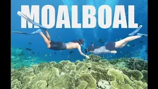 Underwater scenes sa Moalboal