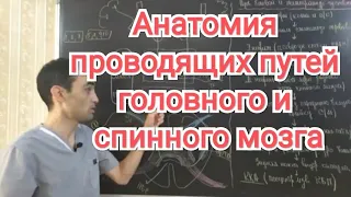 Анатомия ЦНС: проводящих пути. Пирамидальные и экстрапирамидальные пути.