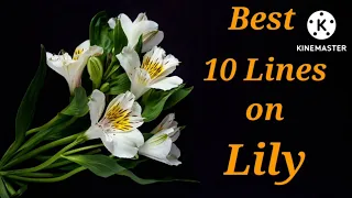 10 Lines on Lily Flower in English/Essay on Lily Flower/My Favourite Flower Essay in English/#lily