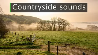 Dawn chorus in the countryside