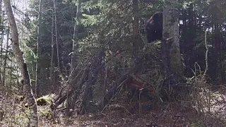 Йети в лесу Канады