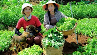 Harvesting Lettuce Goes To Market Sell - Mix cement, Pour The Foundation, Tile the Floor, Cooking