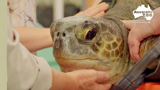 A giant green sea turtle fights for his life | Wildlife Warriors Missions