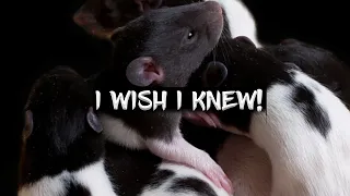 10 Things I Wish I Knew Before Breeding Rats!