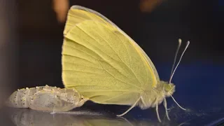 De l'oeuf au papillon