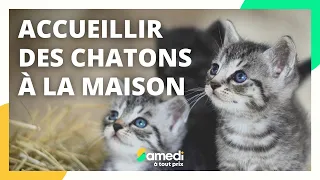 Accueillir des chatons à la maison - Samedi à tout prix