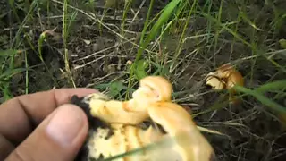 Вкусный съедобный гриб-паутинник триумфальный(желтый).