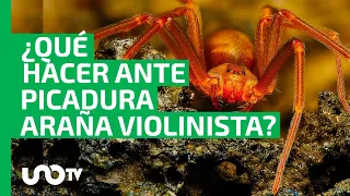 Inicia temporada de araña violinista: qué hacer si te pica