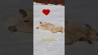 Golden Retriever Slides on Snow!