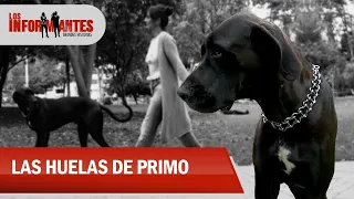 ‘Primo’, el remedio de cuatro patas que salvó a Margarita Posada de la depresión - los informantes